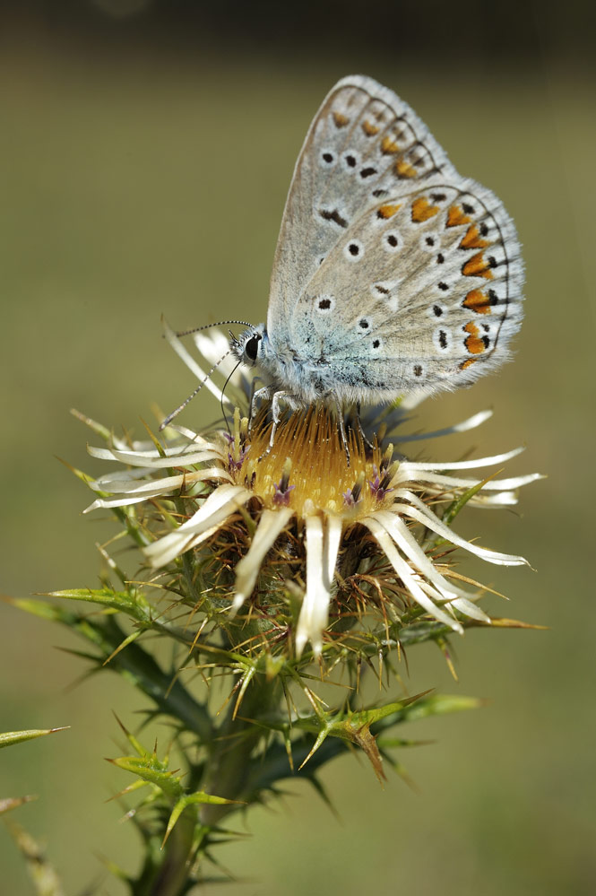 Argus bleu nacré