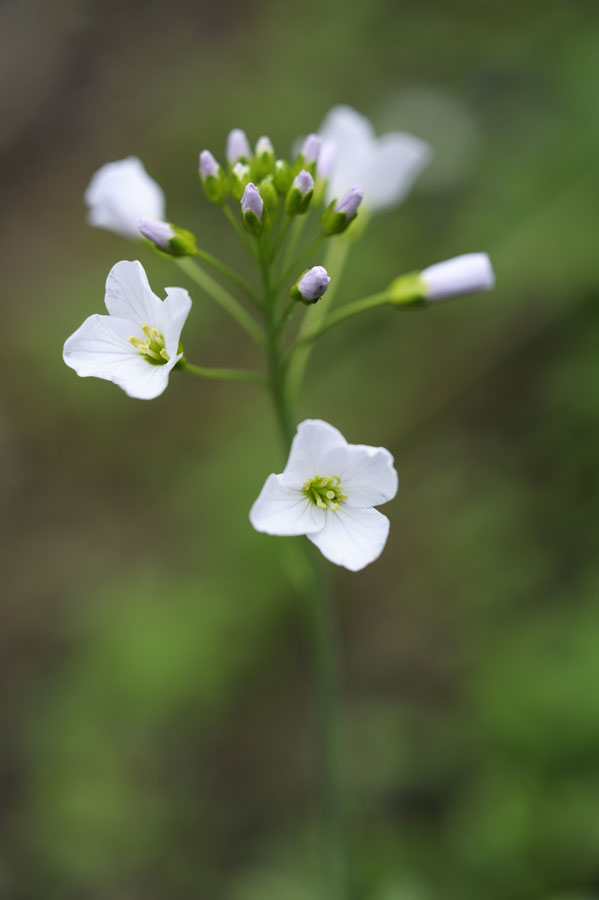 Cardamine