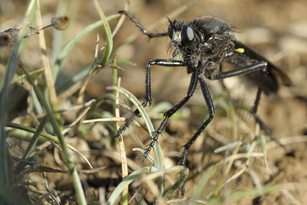 Mouche prédatrice asilide.