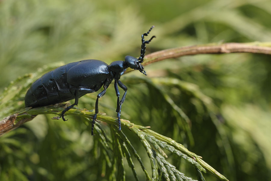 Méloe cantharide ( Meloe proscarabaeus).