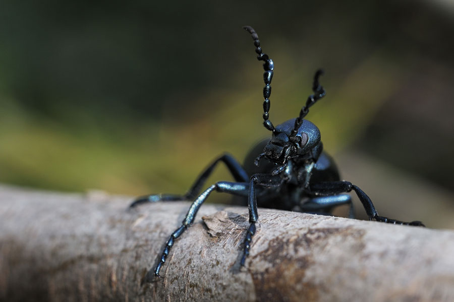 Méloe cantharide ( Meloe proscarabaeus).