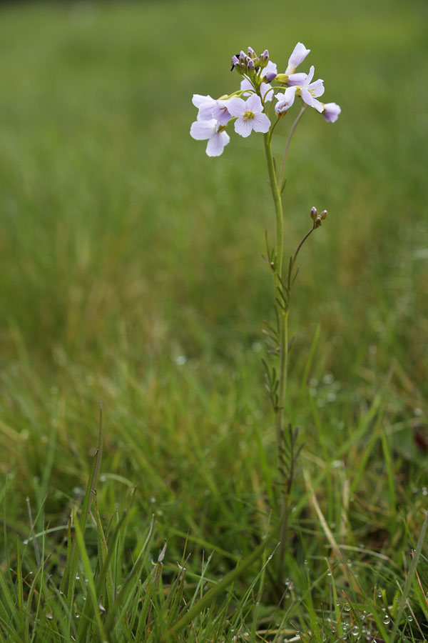 Cardamine