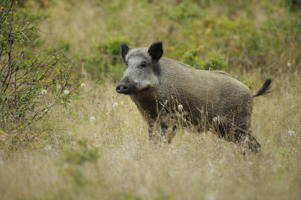 Sanglier d'europe