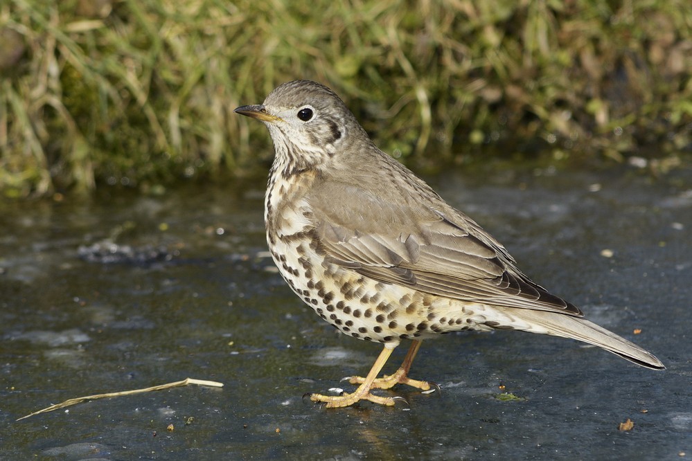 Grive draine sur la glace d'une mare