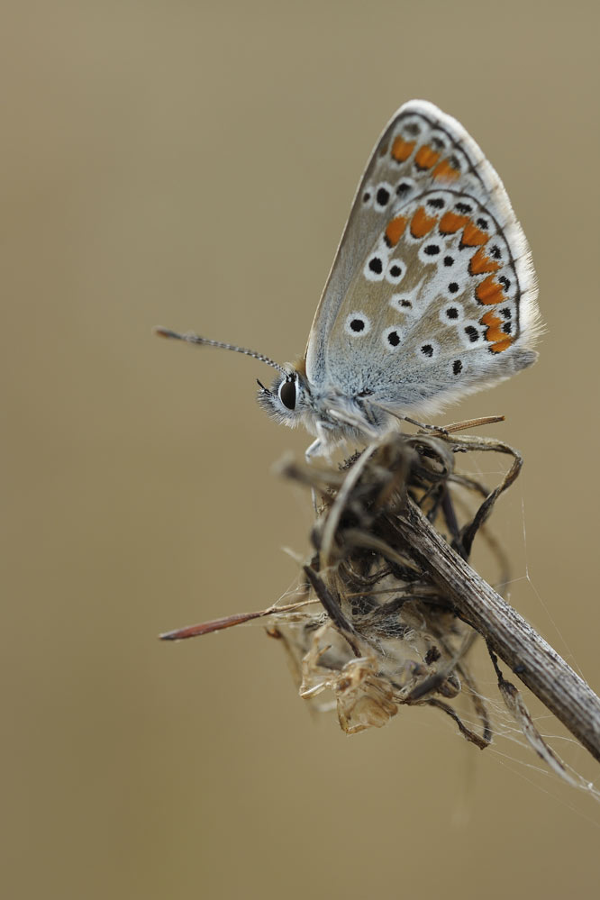 Argus de l'hélianthème (aricia artaxerxes)