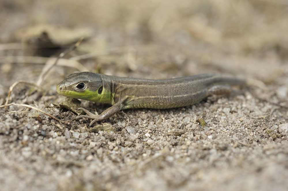 Lézard vert (juvénile)