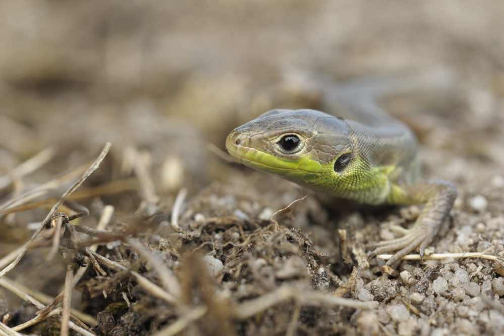 Lézard vert (juvénile)