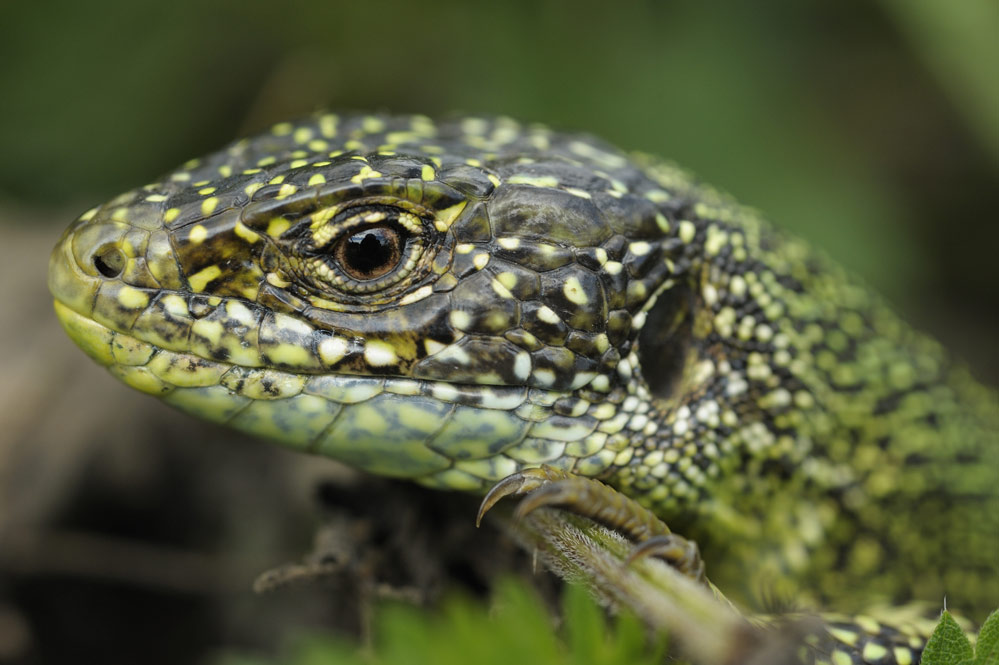 Lézard vert