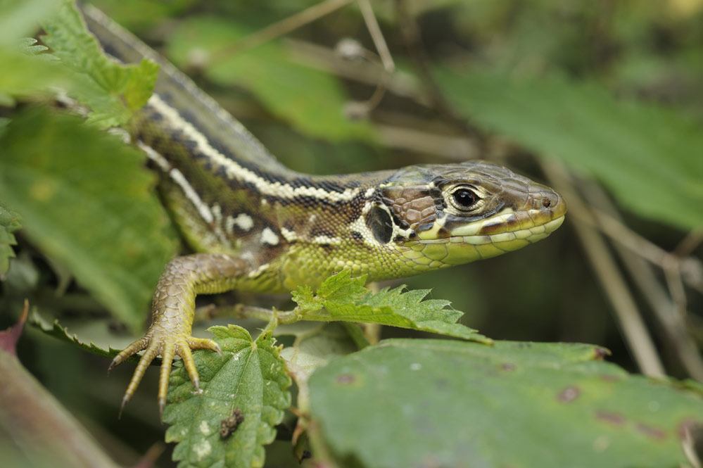 Lézard vert (femelle)