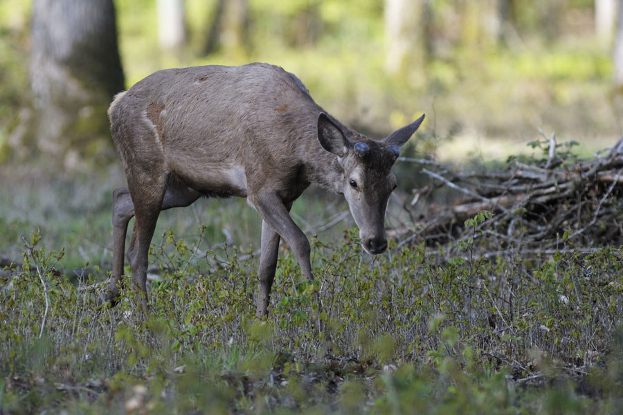 Cerf avec une cicatrisation des pivots.