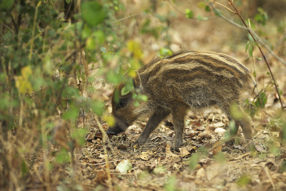 Sanglier d'europe (marcassin)