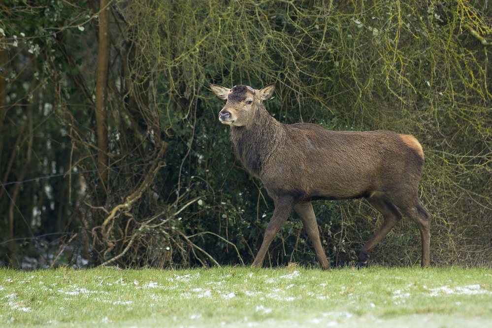 Cerf adulte qui a perdu ses deux bois ( mulet).