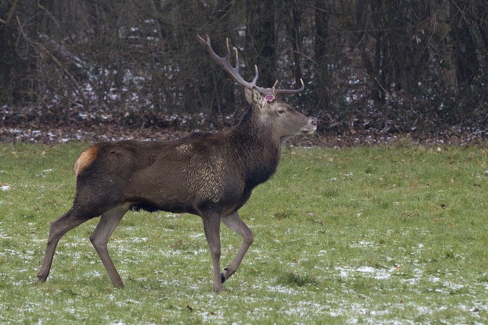 Cerf qui a perdu un bois.