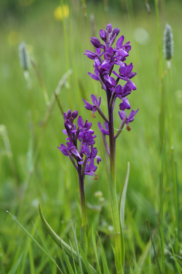 Orchidée sauvage (orchis laxiflora)