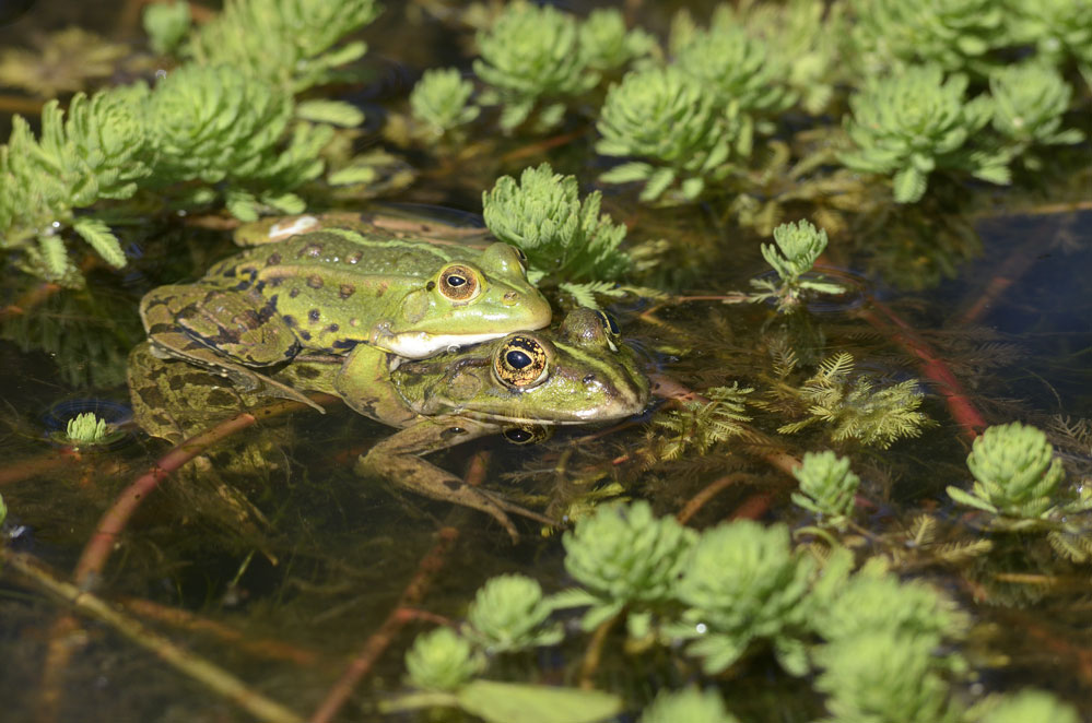 Grenouille verte ( amplexus axillaire )