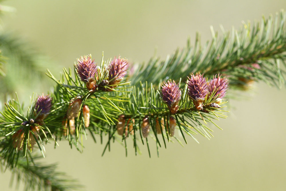 Fleurs de douglas ( pseudostuga douglassi )