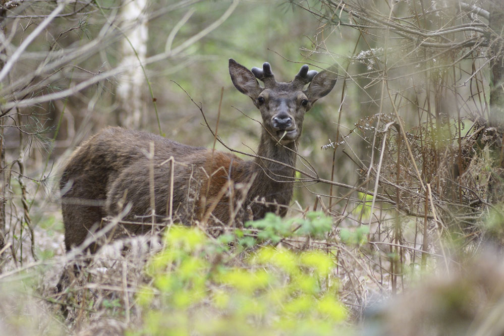 Jeune cerf en velours qui se nourrit d'écorce.