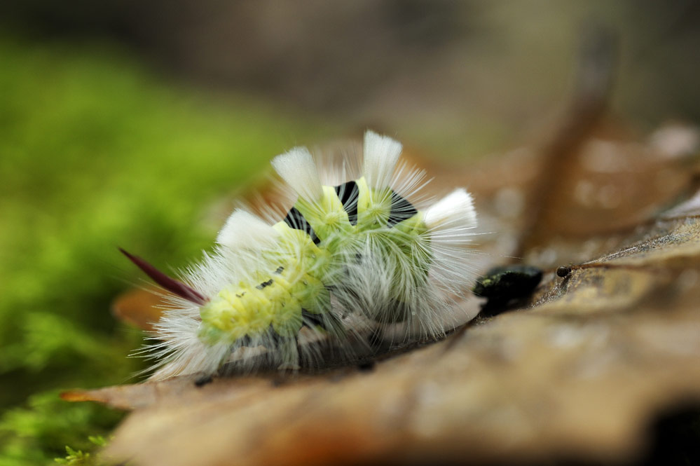 Pudibonde (chenille)