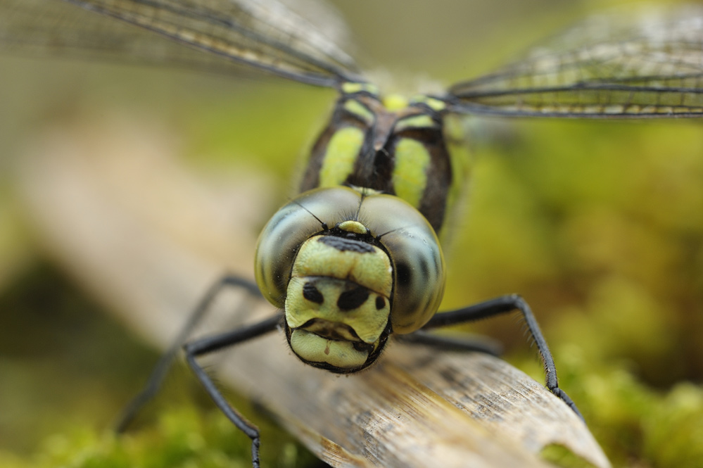 Aeschne bleue (femelle).