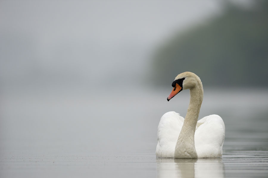 Cygne tuberculé