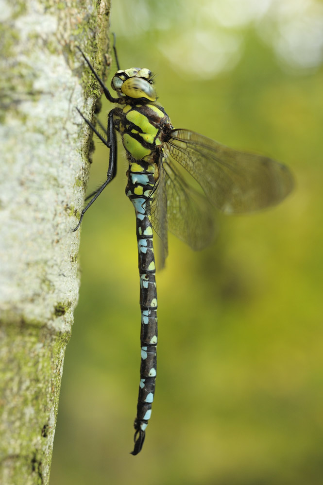 Aeschne bleue (mâle)