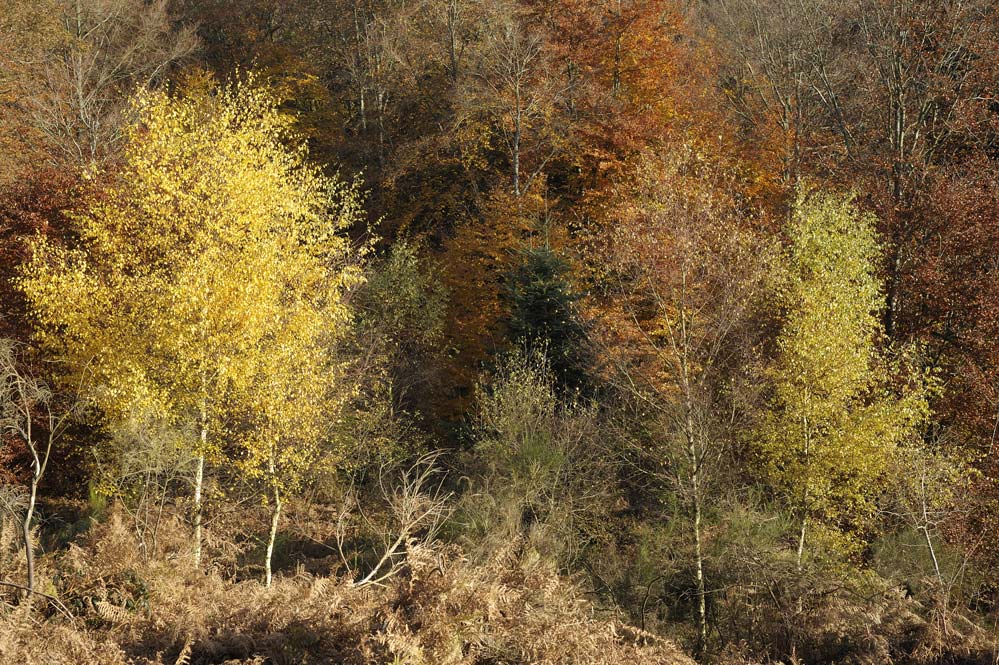 Lumières d'automne