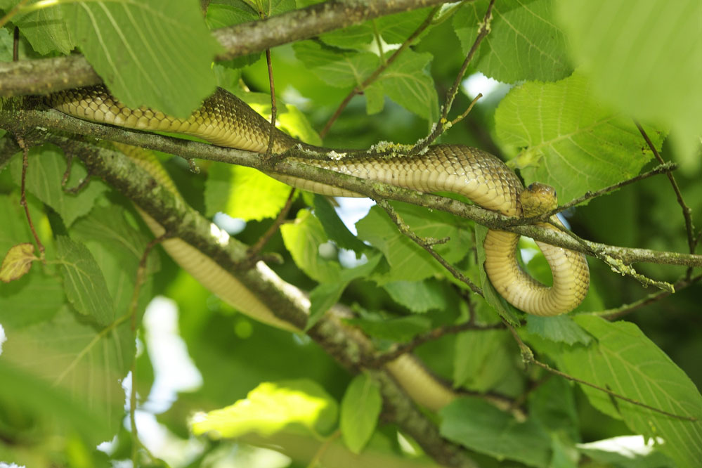 Couleuvre d'esculape