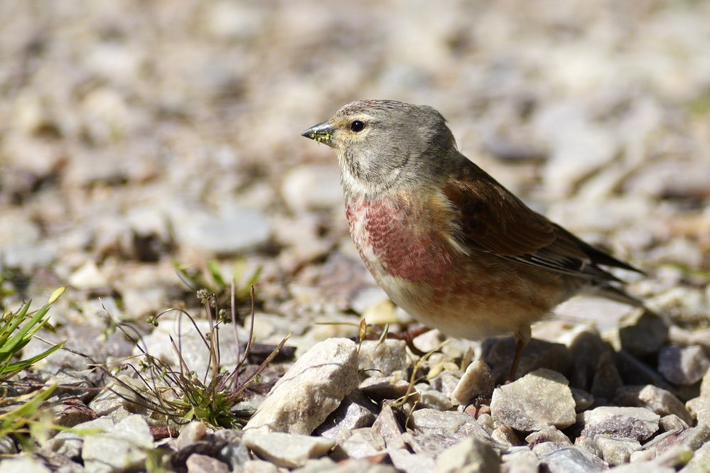 Linotte mélodieuse mâle