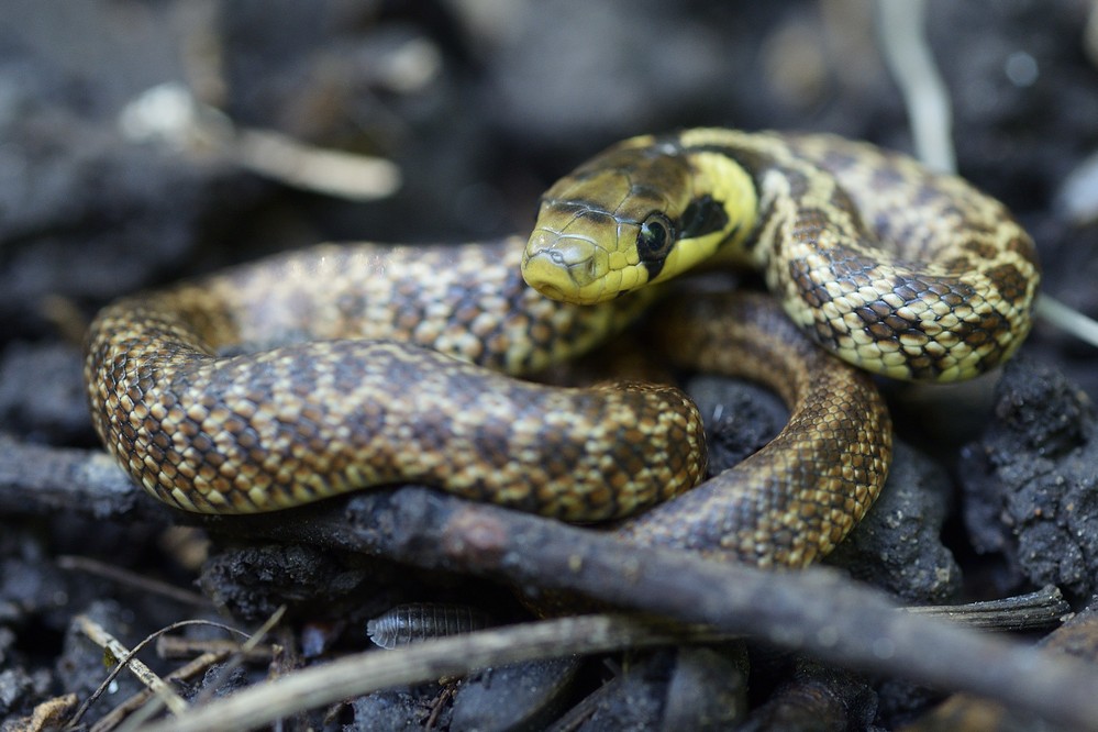 Jeune couleuvre d'esculape venant d'éclore.