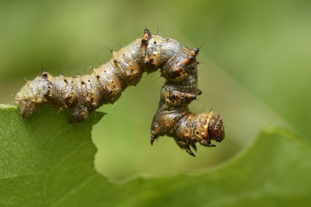 Chenille de géomètre