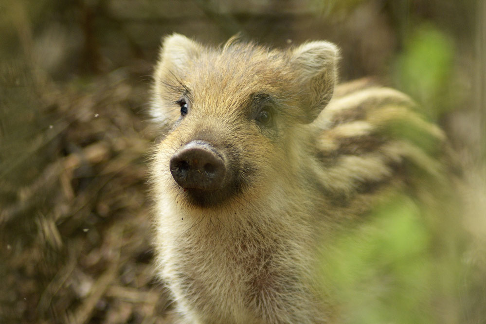 Sanglier d'europe (marcassin)