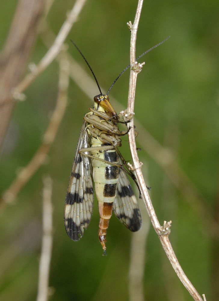 Mouche scorpion.