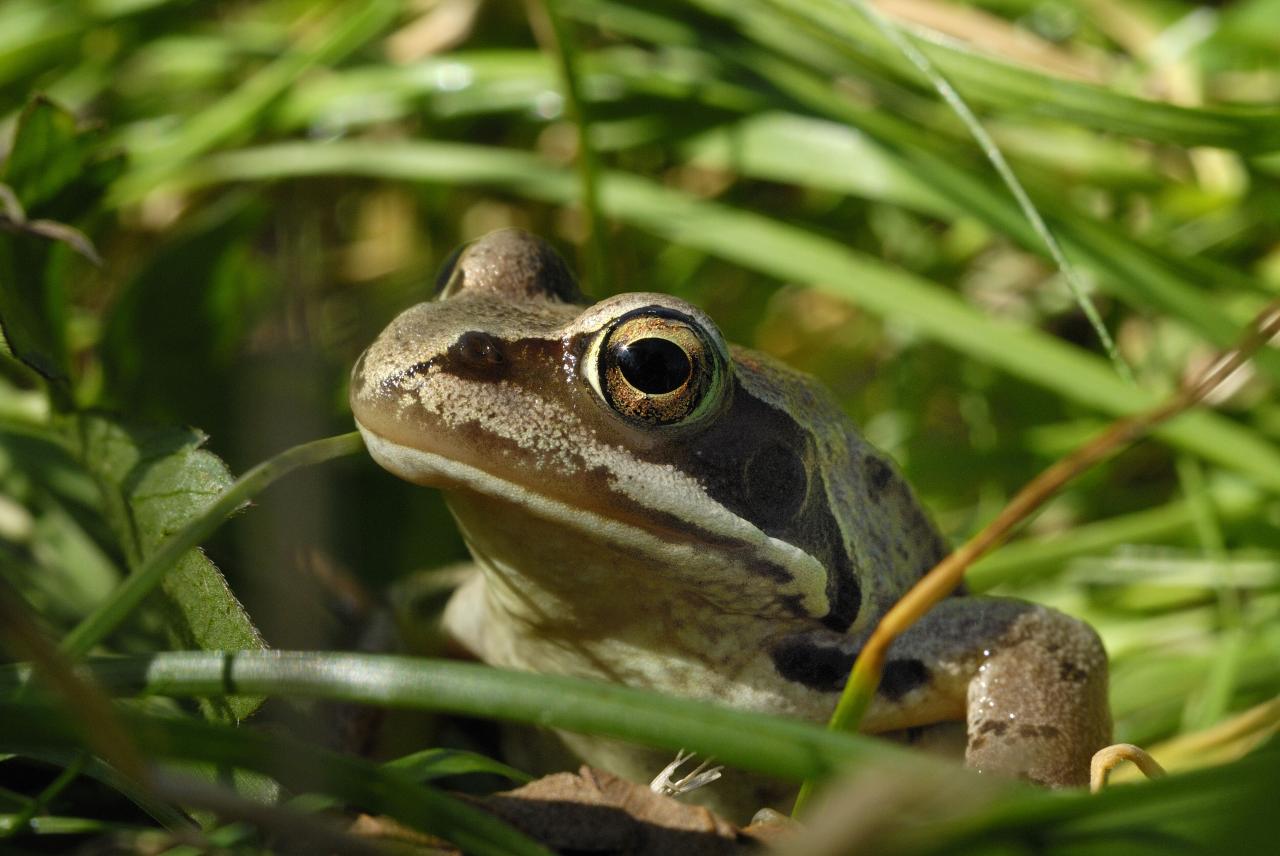 Grenouille rousse