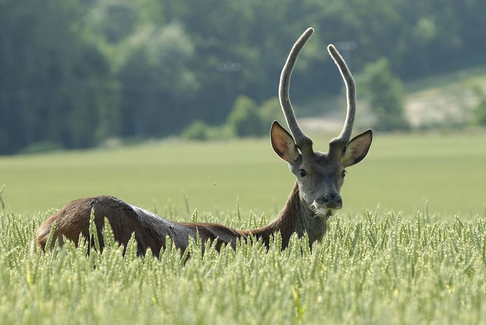 Cerf élaphe ( daguet en velours)