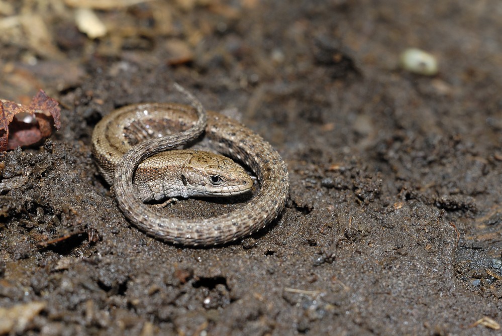 Lézard vivipare.