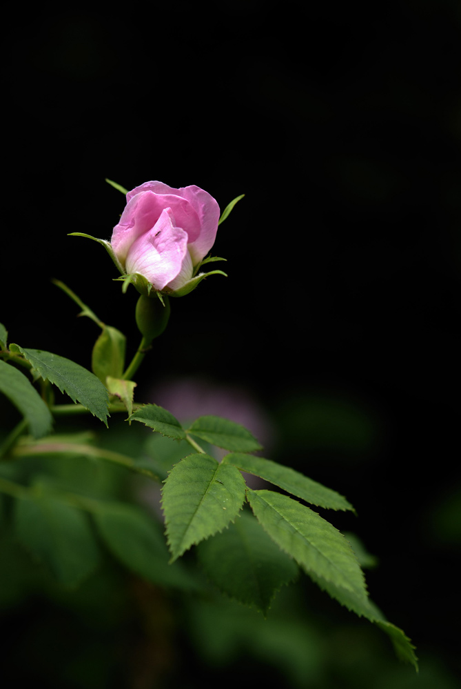 Rose d'églantier