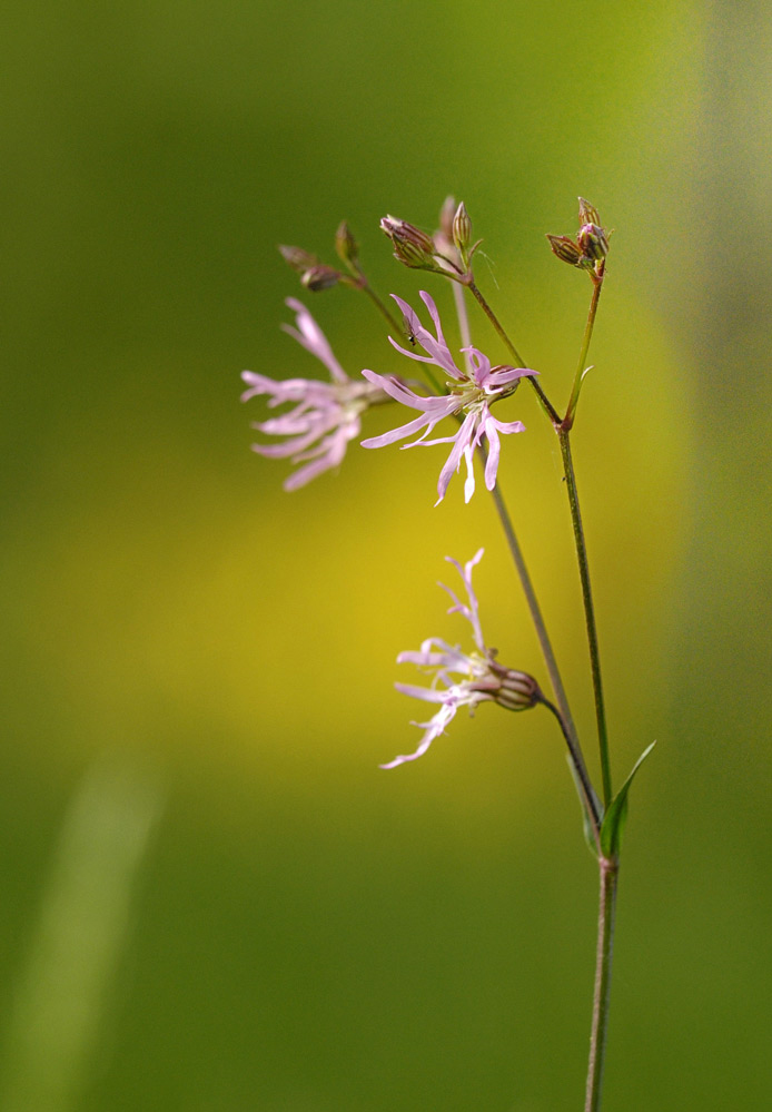 Lychnis fleur de coucou