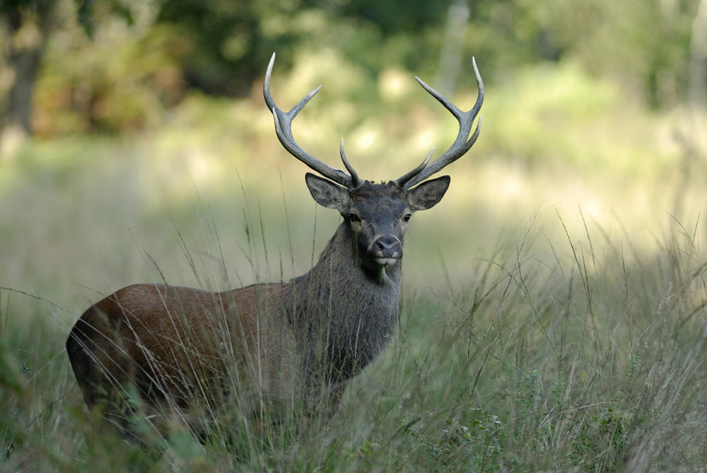 Cerf élaphe