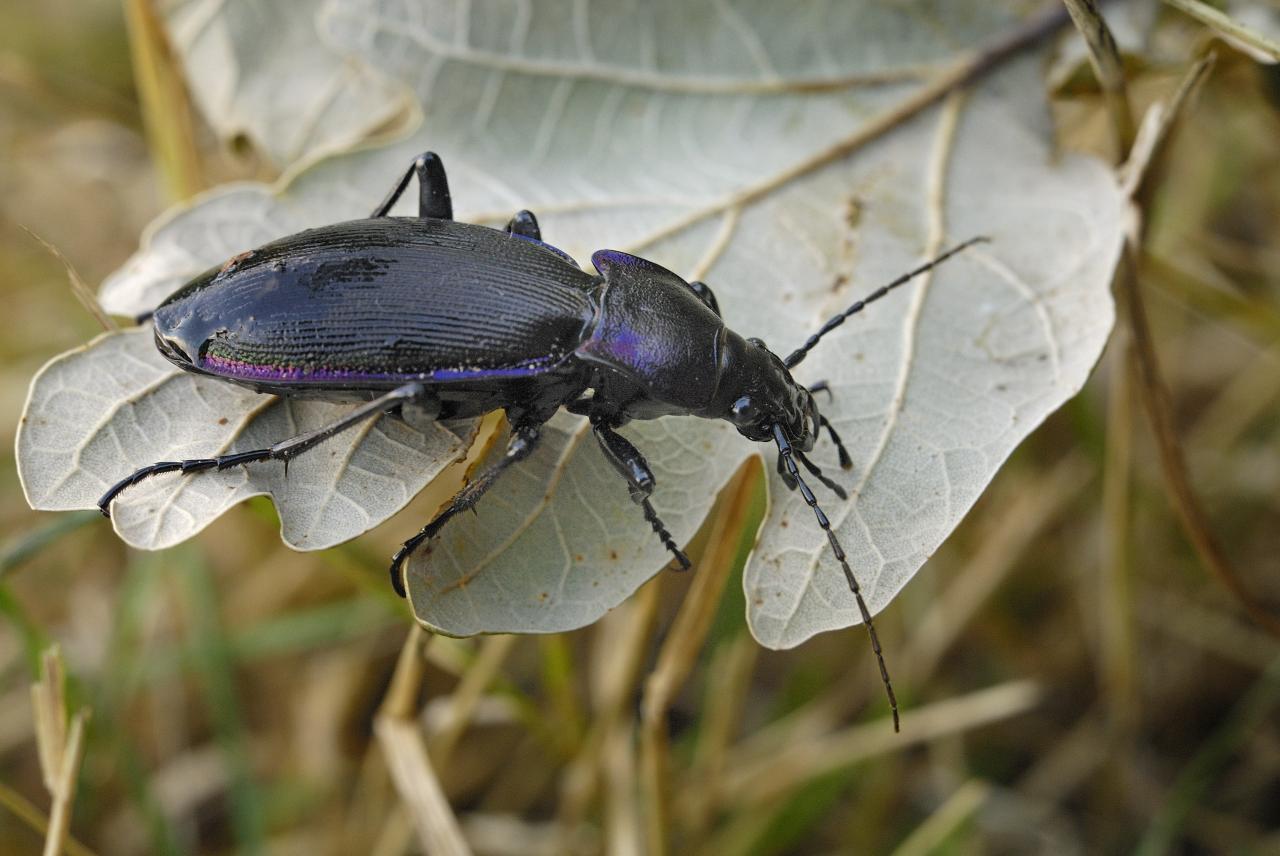 Carabe violet