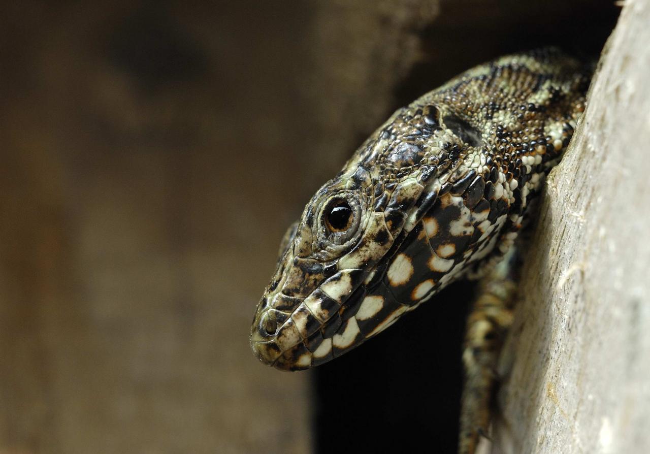 Lézard des murailles