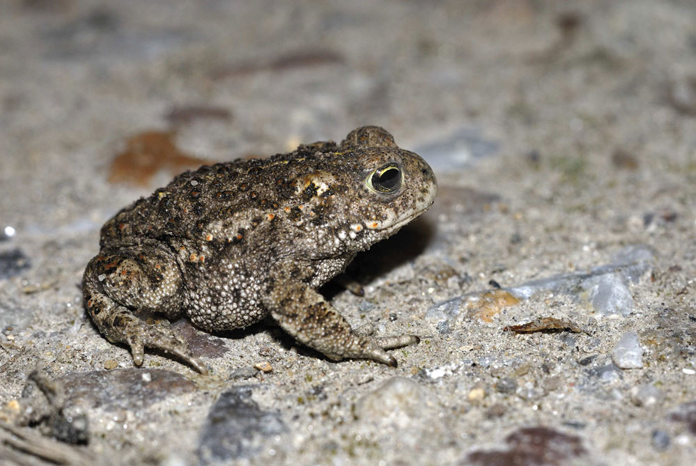 Crapaud calamite