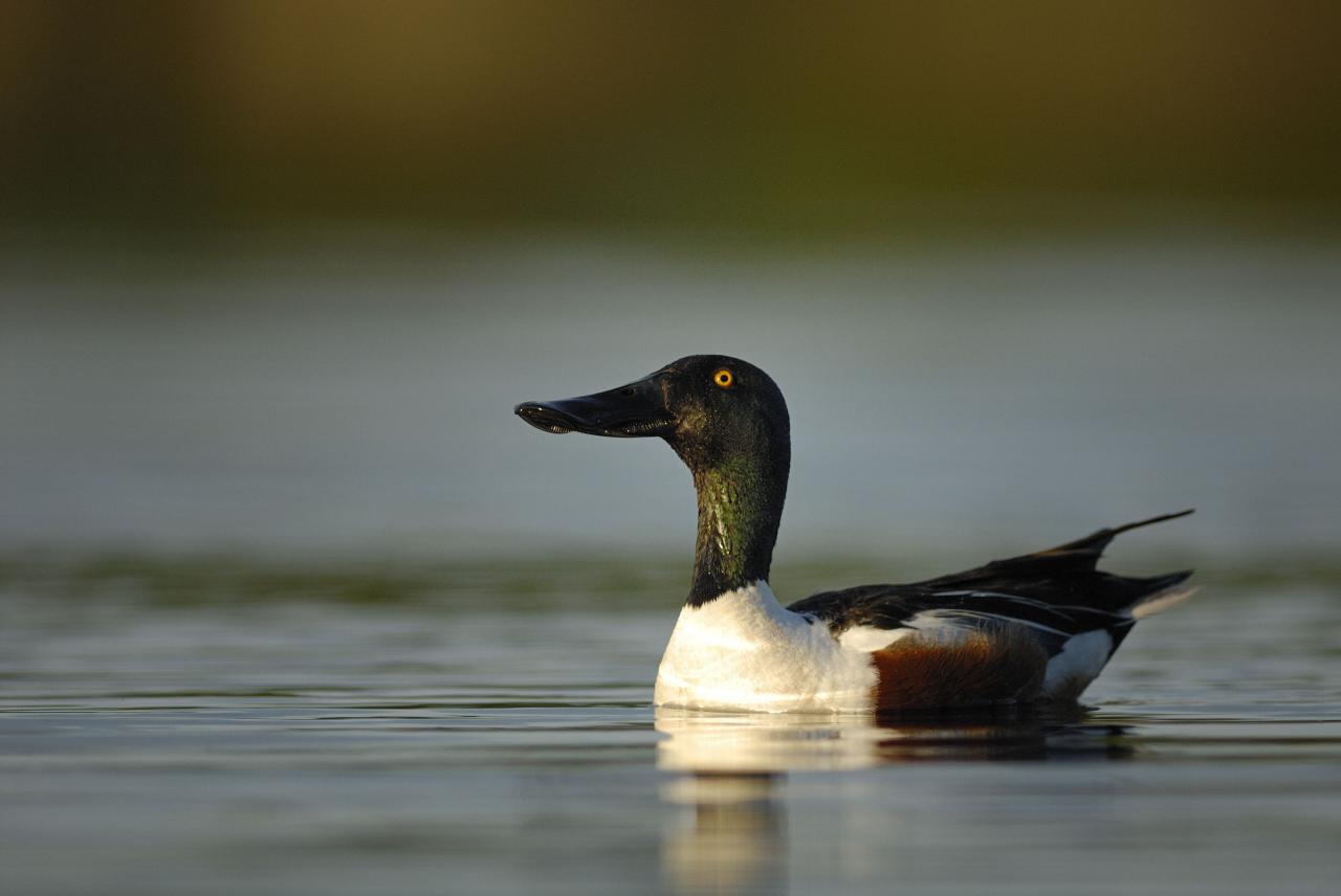 Canard souchet ( mâle )