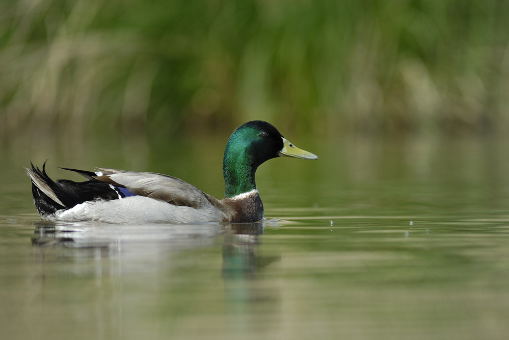 Canard colvert