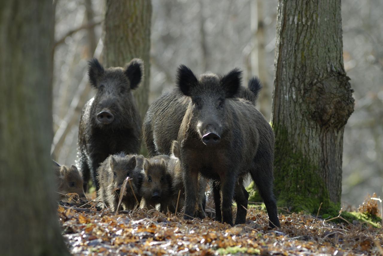 Compagnie de sangliers.