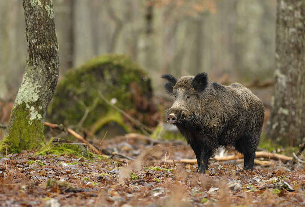 Sanglier d'europe