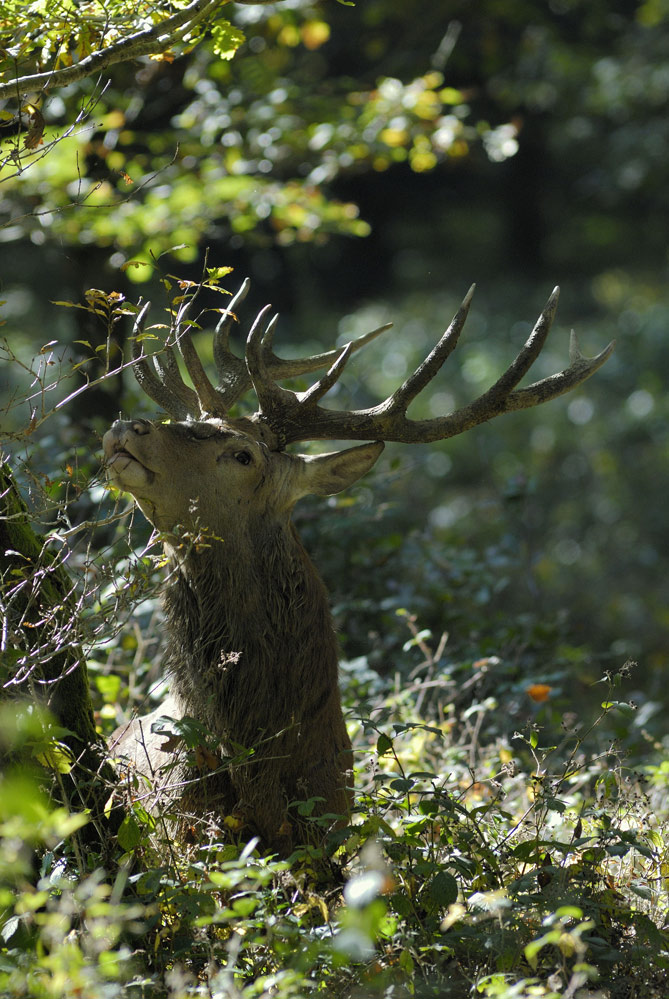 Cerf élaphe