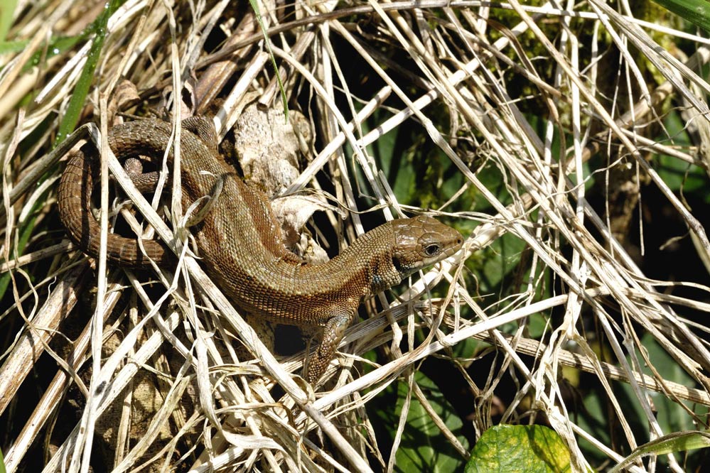 Lézard vivipare