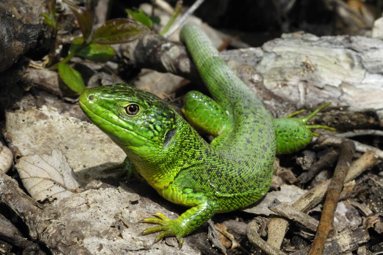 Lézard vert