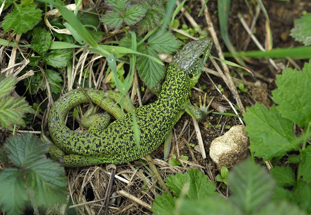 Lézard vert ( femelle bifide )