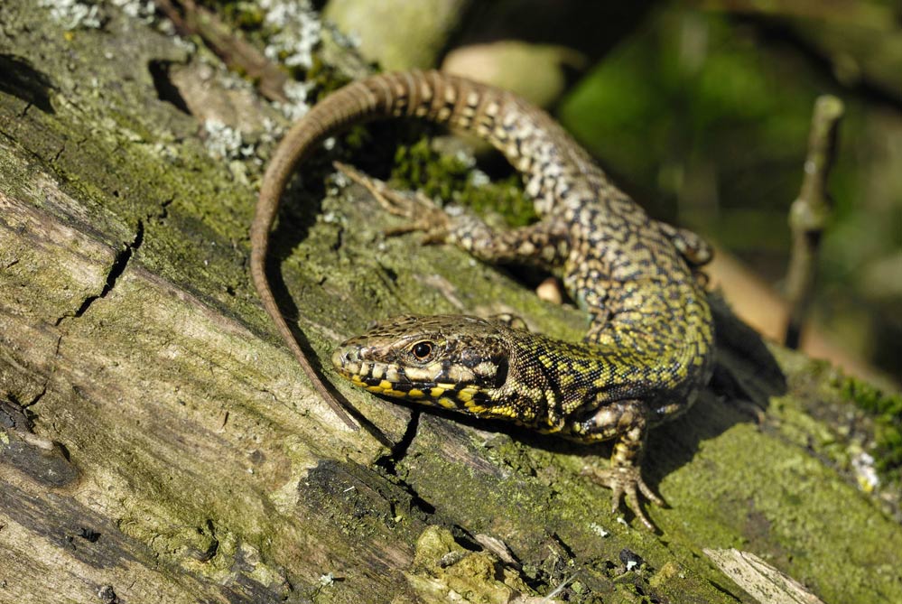 Lézard des murailles (mâle)